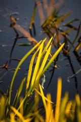 Obraz premium Reeds on the lake at sunset as a background