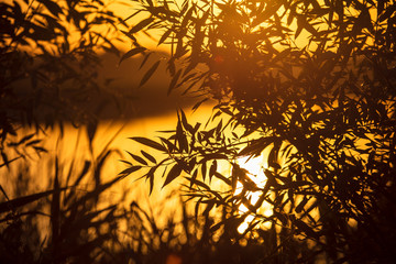 Leaves on the branches of a tree against the setting sun