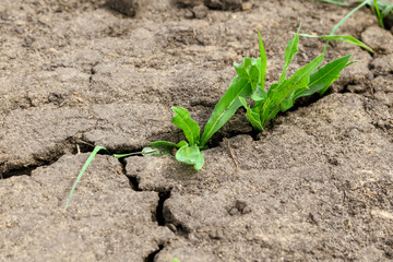 green leaves of a plant growing in a ground crack