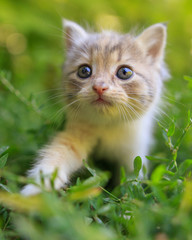 Portrait of a kitten in green grass