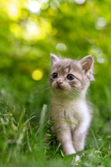 Portrait of a kitten in green grass