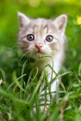 Portrait of a kitten in green grass