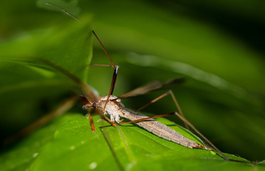 Schnake zwischen Blättern