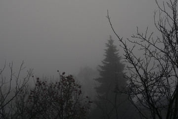 Trees in heavy fog