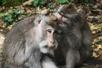 Two monkeys doing hygiene in monkey forest of Ubud, Bali, Indonesia