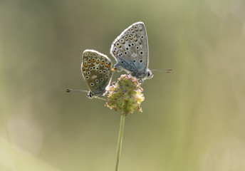 Obraz na płótnie Canvas A mating pair of Adonis Blue butterflies at Martin Down NNR in Hampshire.