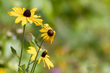 Warm, yellow summer wildflowers in Oregon