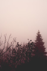 Trees in heavy fog