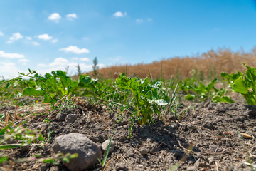 The drought in Sweden is devastating
