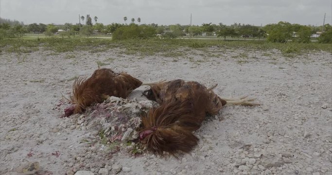 two dead roosters reddish lying on the ground next to a rock without the head to give it as a sacrifice in some kind of religion