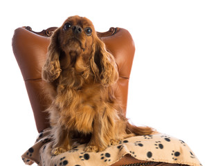 Cavalier King Charles Spaniel on armchair