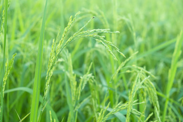Plakat rice plants in paddy field