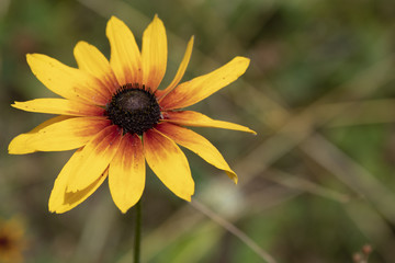 Warm, yellow summer wildflowers in Oregon