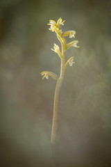 A Coralroot Orchid at Sandscale Haws in Cumbria.