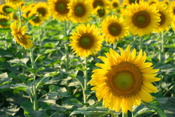 beautiful sunflowers blooming in field