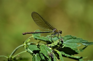 Weibchen der Gebänderten Prachtlibelle (Calopteryx splendens)