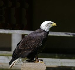 Majestic American Bald Eagle