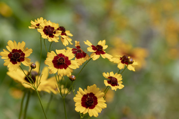 Warm, yellow summer wildflowers in Oregon
