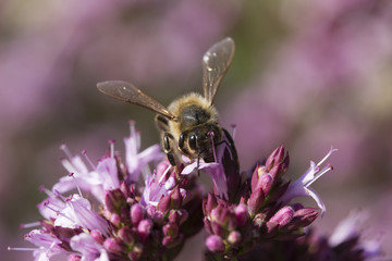 Honey Bee on Origanum laevigatum 'Herenhausen'