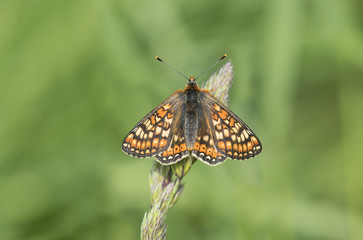 A Marsh Fritillary at Martin Down NNR in Hampshire.