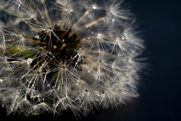 Obraz premium Biały mniszek lekarski z kroplami wody