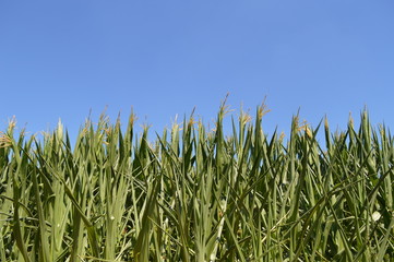 Blühender Mais vor strahlend blauem Sommerhimmel