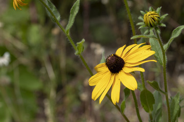 Warm, yellow summer wildflowers in Oregon