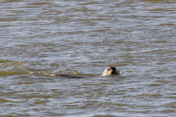 seals in the Bay of Somme