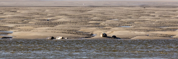 seals in the Bay of Somme