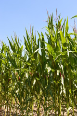 Blühender Mais vor strahlend blauem Sommerhimmel