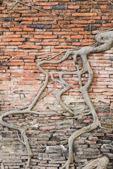 Roots on the old wall