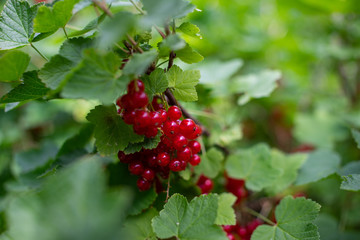 Johannisbeeren 