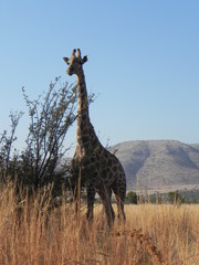 Wild Giraffe Africa