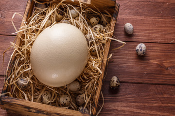 Big ostrich egg on straw surround by quail eggs, copyspace