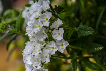 Close-Up Of White Flowering Plant
