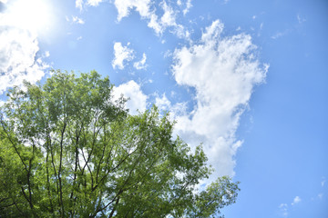 green tree and blue sky