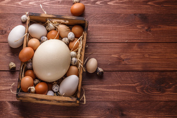 Eggs from different birds, place for wording