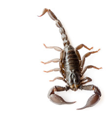 Scorpion on white background, scorpion with big pliers