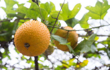 Closeup Orange Baby Jackfruit.