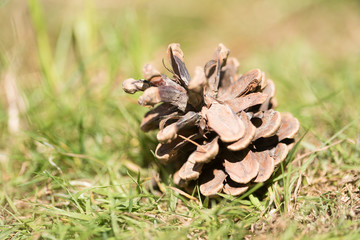 Pinecone 2