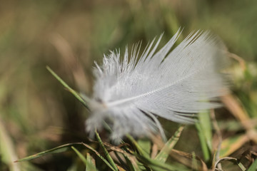 Feather 1