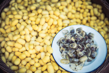 Cocoon for Thai silk making