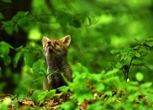 Rotfuchs; Fuchswelpen; vulpes vulpes;