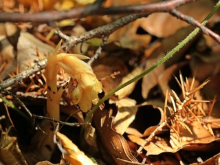 Fichtenspargel (Monotropa hypopitys)