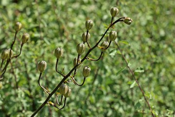 Samenstand der Türkenbundlilie (Lilium martagon) 
