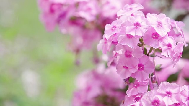 Beautiful pink flowers with water drops in the garden. Phlox in the rain, light breeze close up, dynamic scene, toned video.