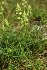 Reseda lutea, Gelbe Resede, Yellow mignonette