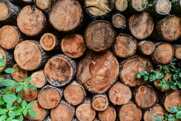 Cut logs