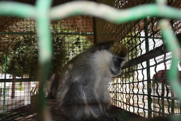 Sad Monkey
