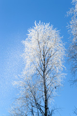 white frost on tree at sunny finnish winter day